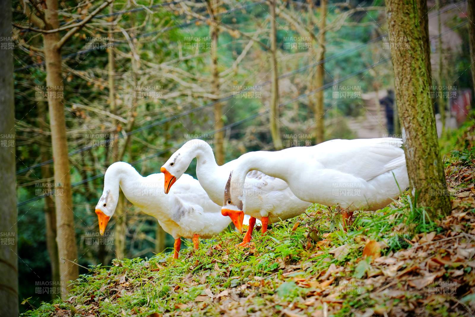 林间白鹅觅食图片