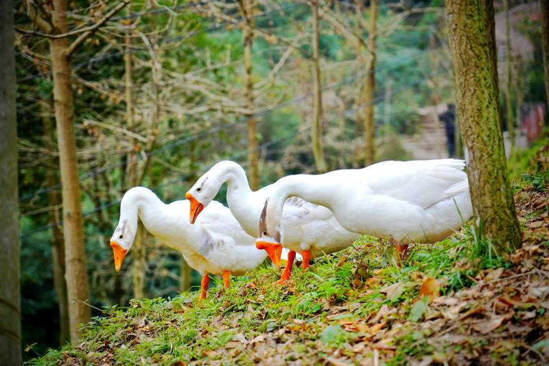 林间白鹅觅食图片