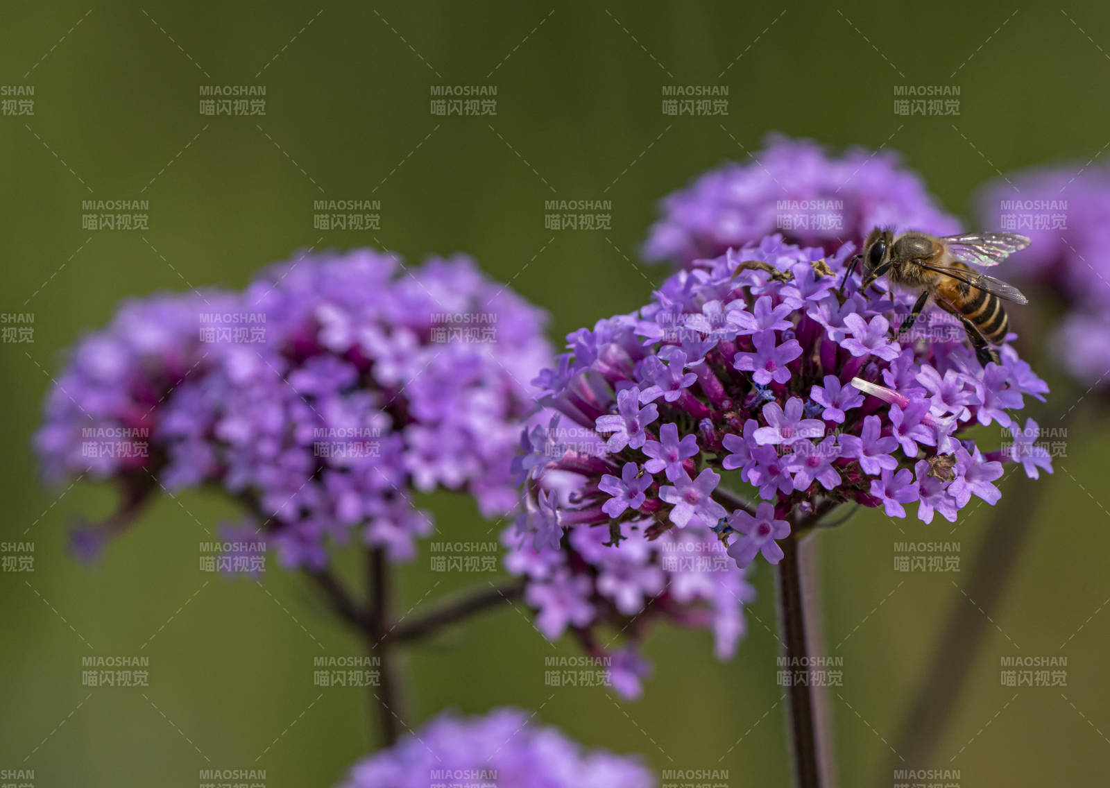 柳叶马鞭草图片