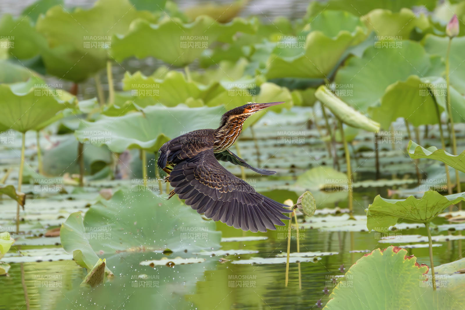 黑苇鳽飞掠荷叶间图片