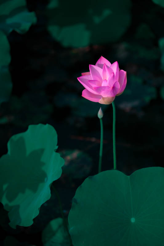 粉莲静绽绿叶间图片