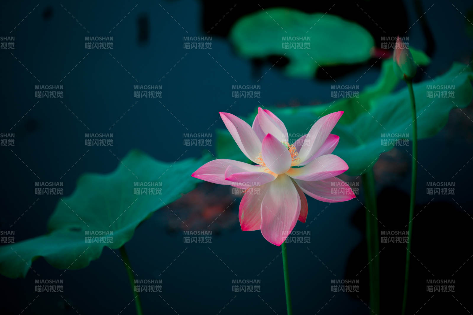 粉莲静绽水中央图片