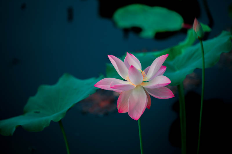 粉莲静绽水中央图片