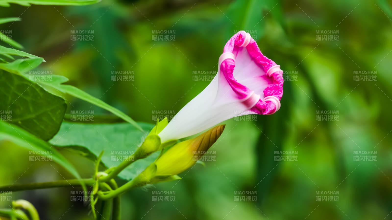 粉白喇叭花绽放图片