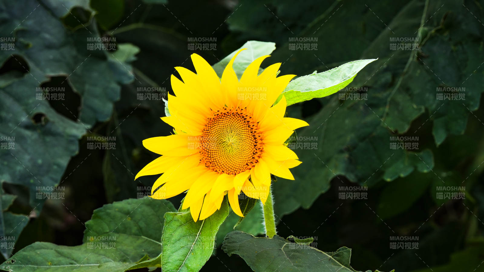 向日葵绽放图片