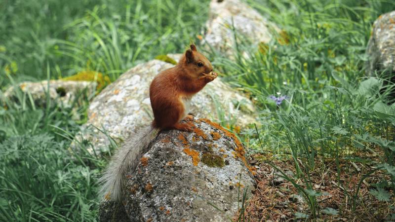 松鼠栖石享美食图片
