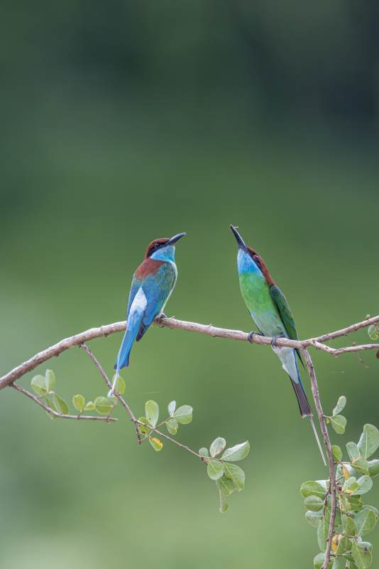 蓝喉蜂虎栖枝头图片