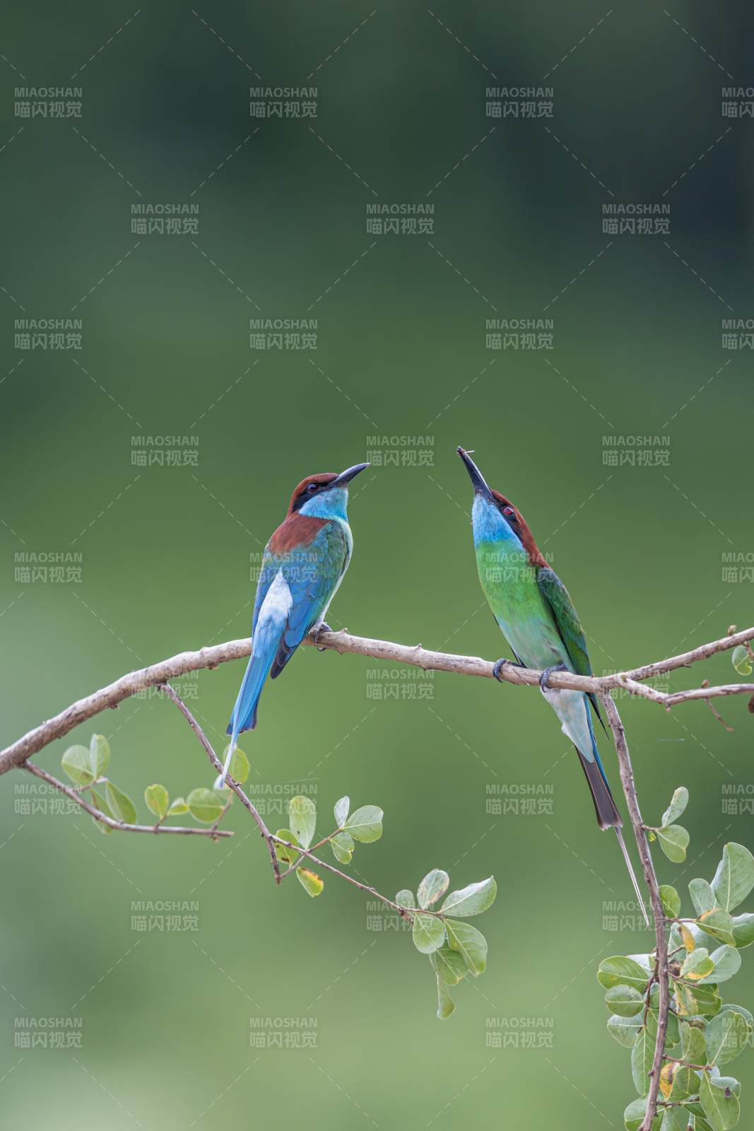 蓝喉蜂虎栖枝头图片