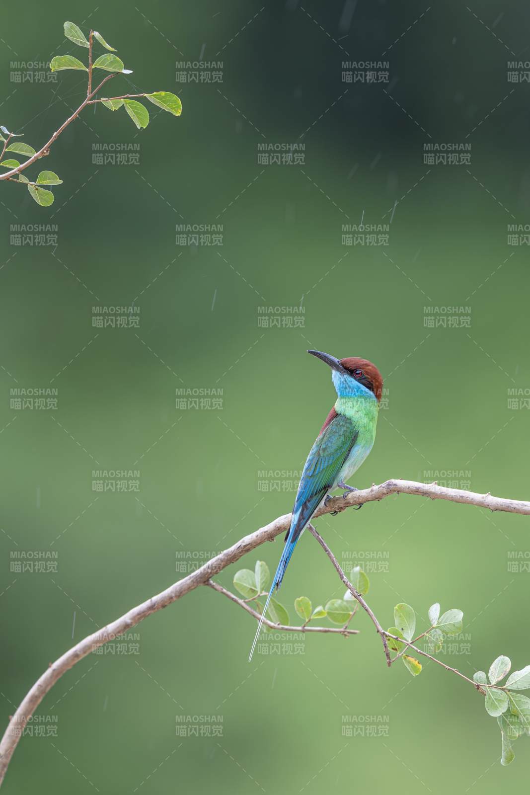 蜂虎栖枝雨中静图片