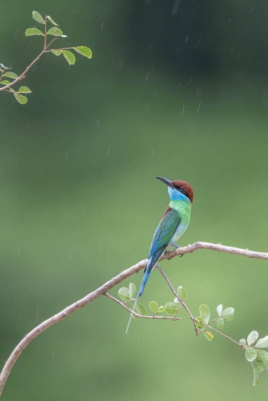 蜂虎栖枝雨中静图片