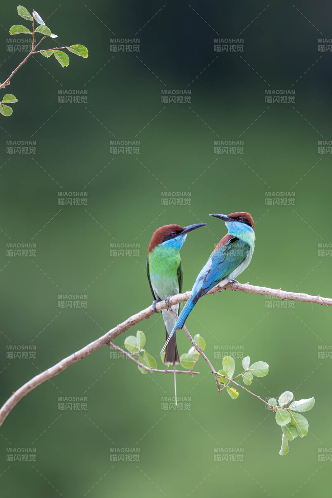 蓝喉蜂虎枝头相依图片