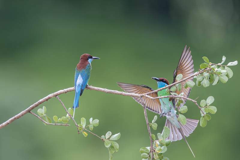 蓝喉蜂虎鸟栖枝头图片