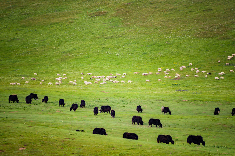 若尔盖草原牛羊图图片