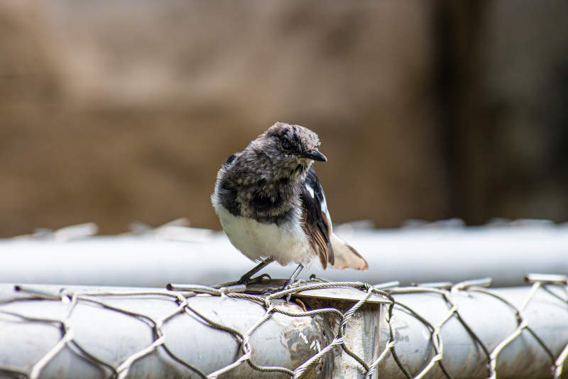 鹊鸲栖息铁网图片