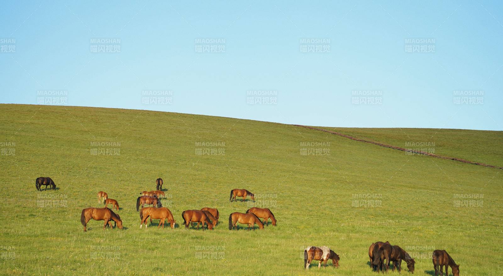 喀拉峻草原上的马群图片