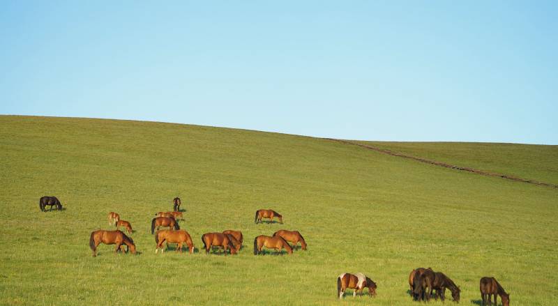 喀拉峻草原上的马群图片