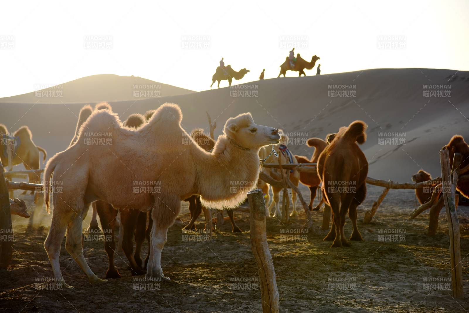 沙漠驼影夕阳下图片