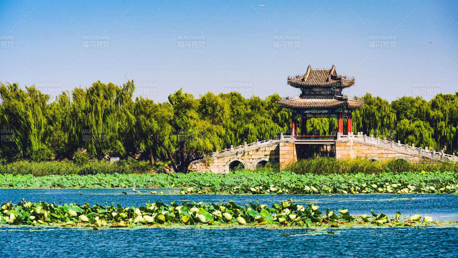 颐和园 荷塘古亭风光图片