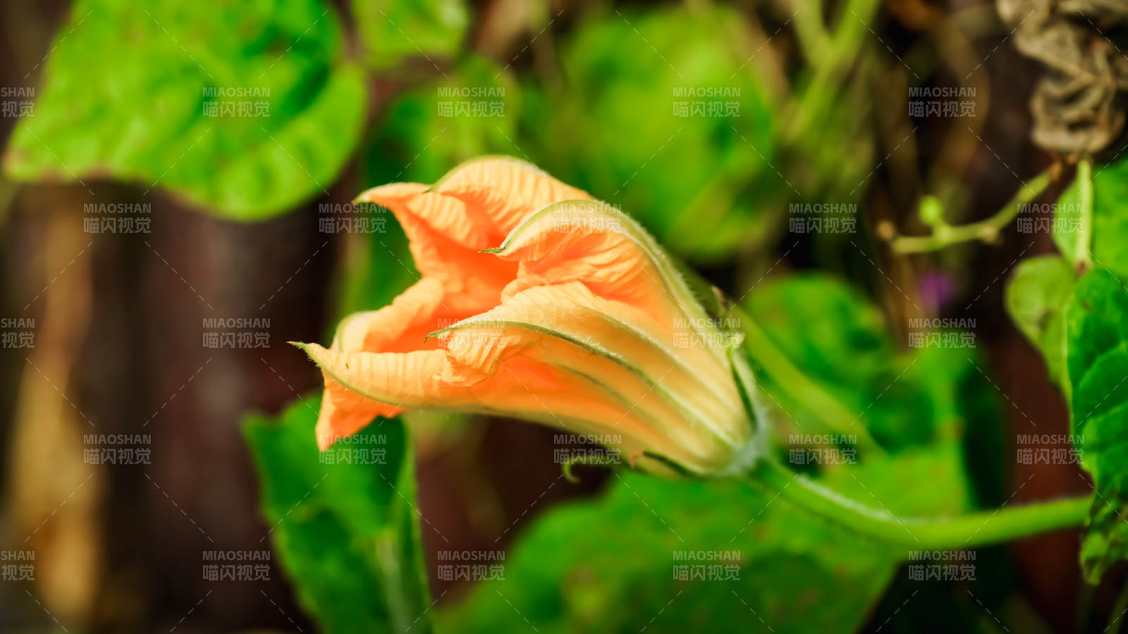 南瓜花绽放图片