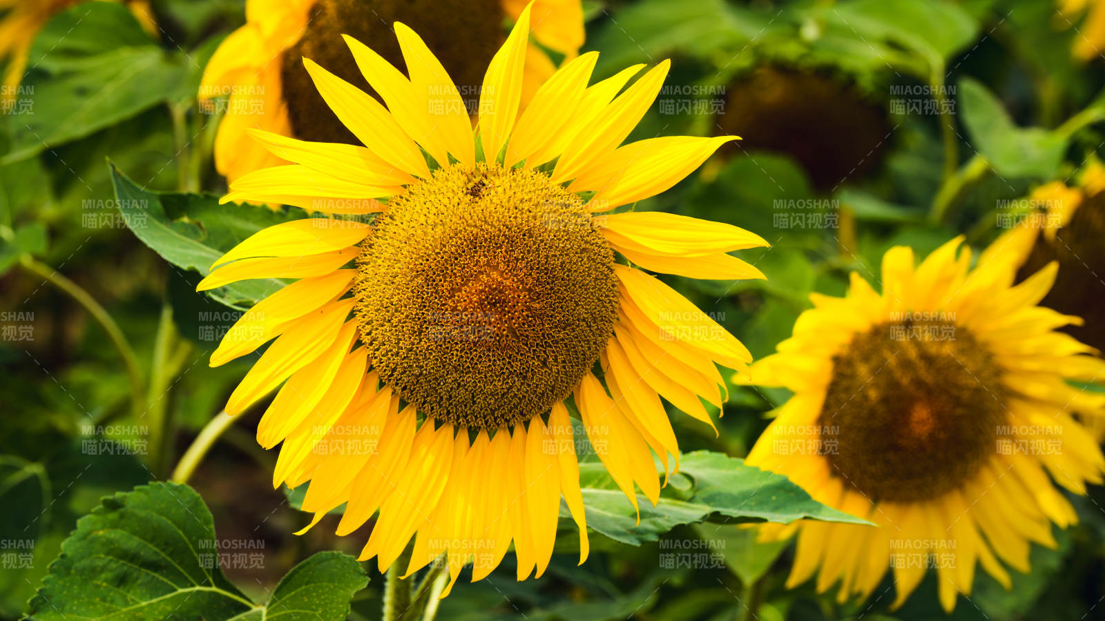 向日葵绽放图片