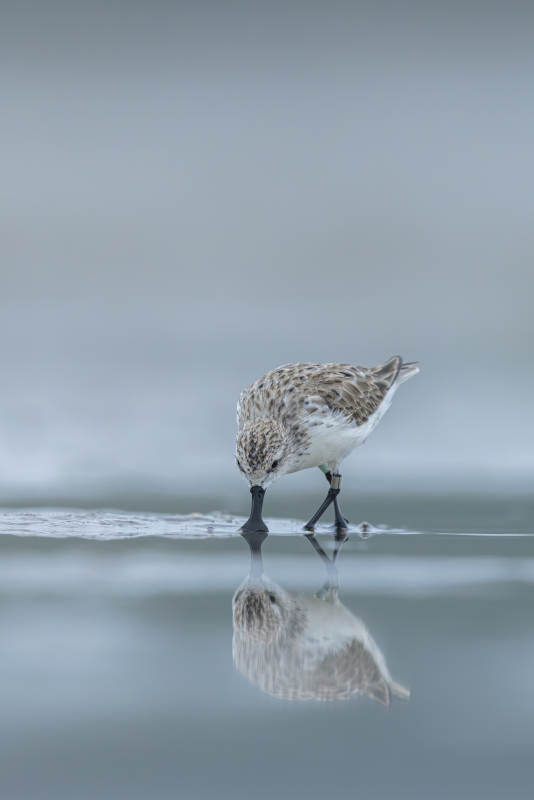 勺嘴鹬觅食镜中影图片
