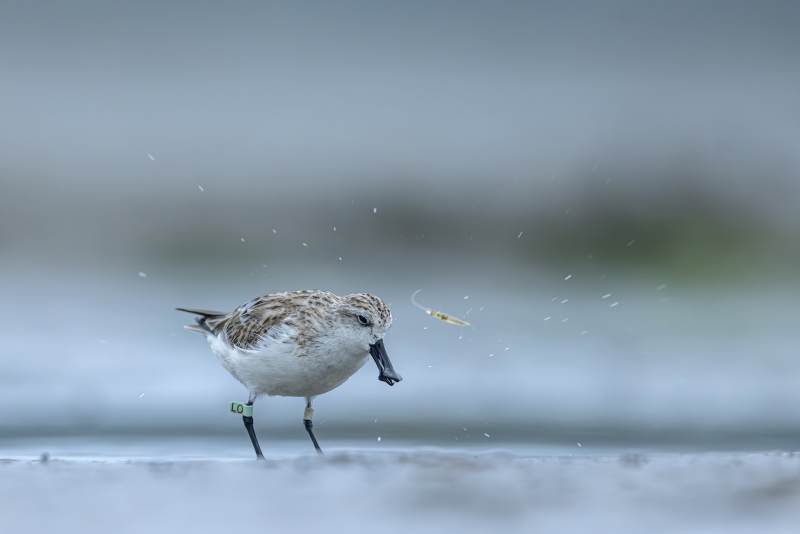 鹬鸟捕食瞬间图片