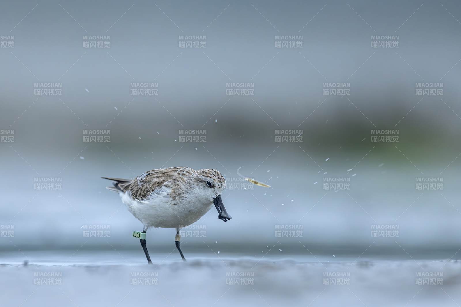 鹬鸟捕食瞬间图片