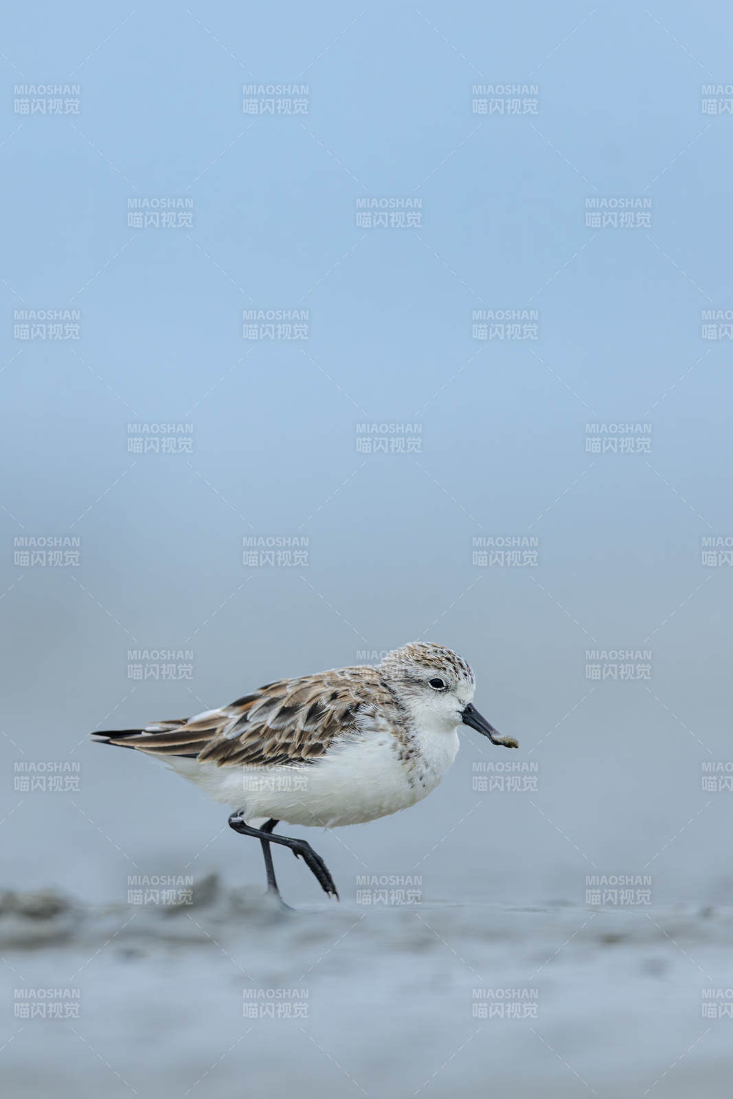 勺嘴鹬觅食于滩涂图片