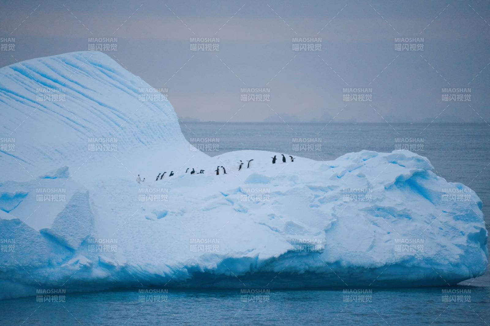南极浮冰上的企鹅图片