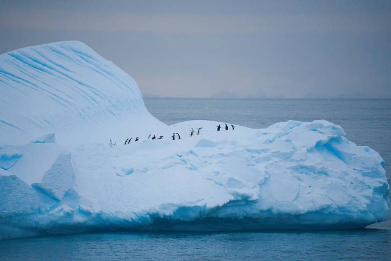 南极浮冰上的企鹅图片