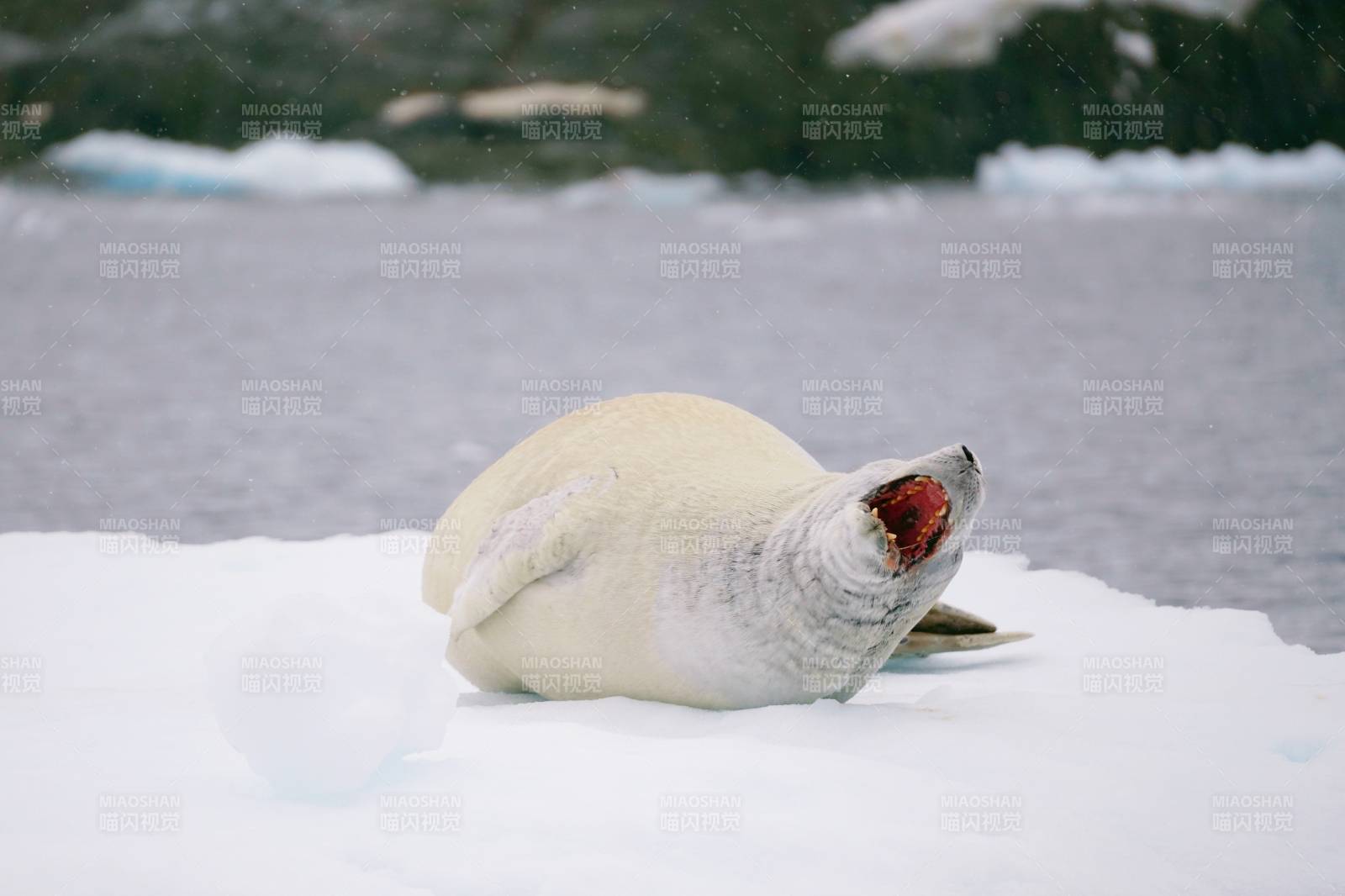 南极雪地海豹张嘴图片