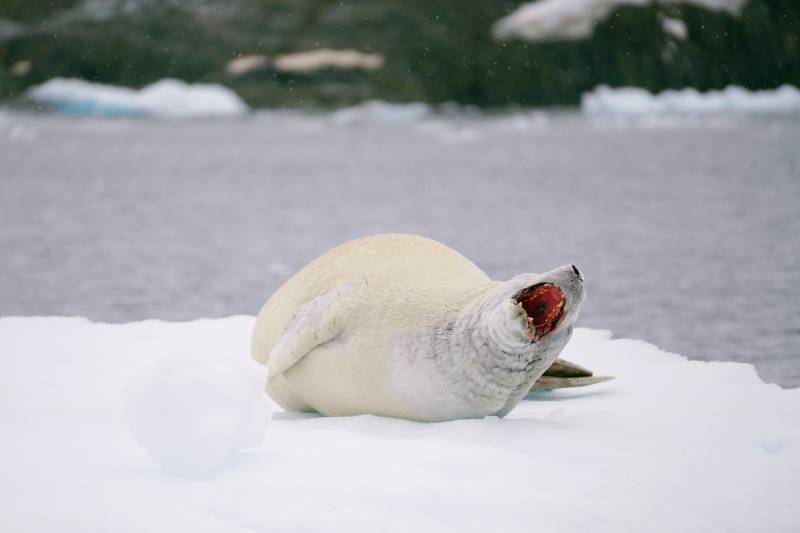 南极雪地海豹张嘴图片