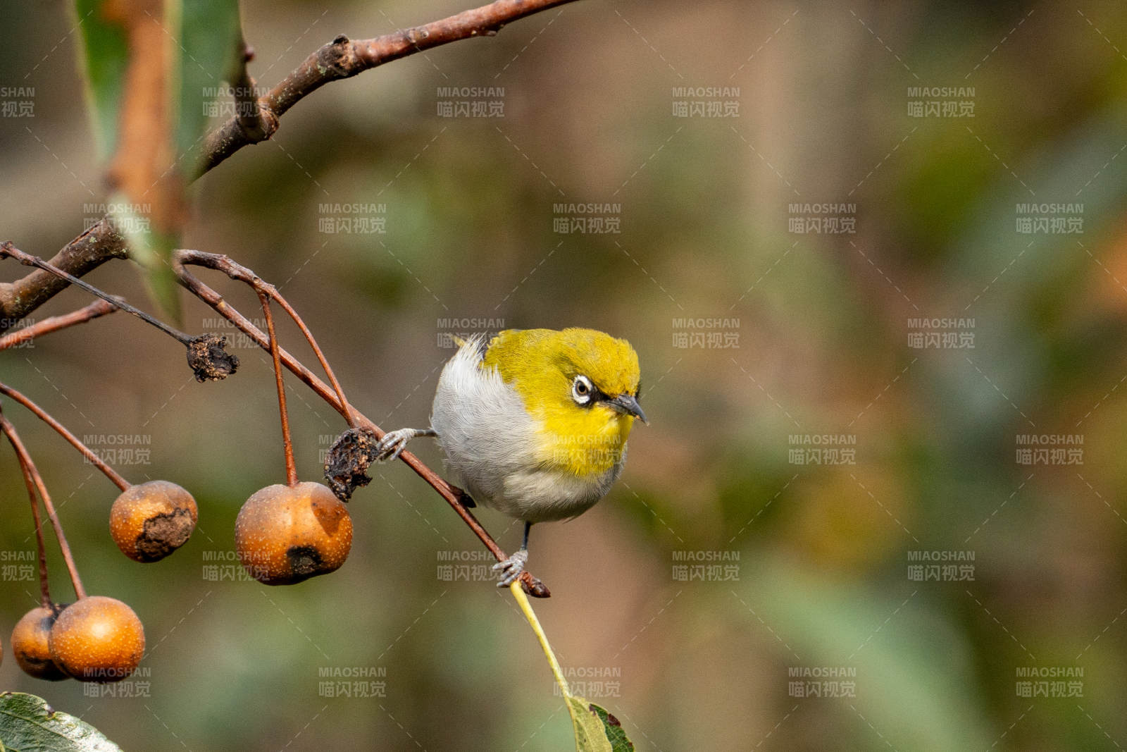 绣眼鸟栖枝头图片