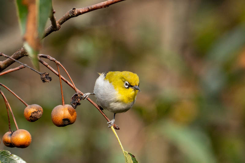绣眼鸟栖枝头图片