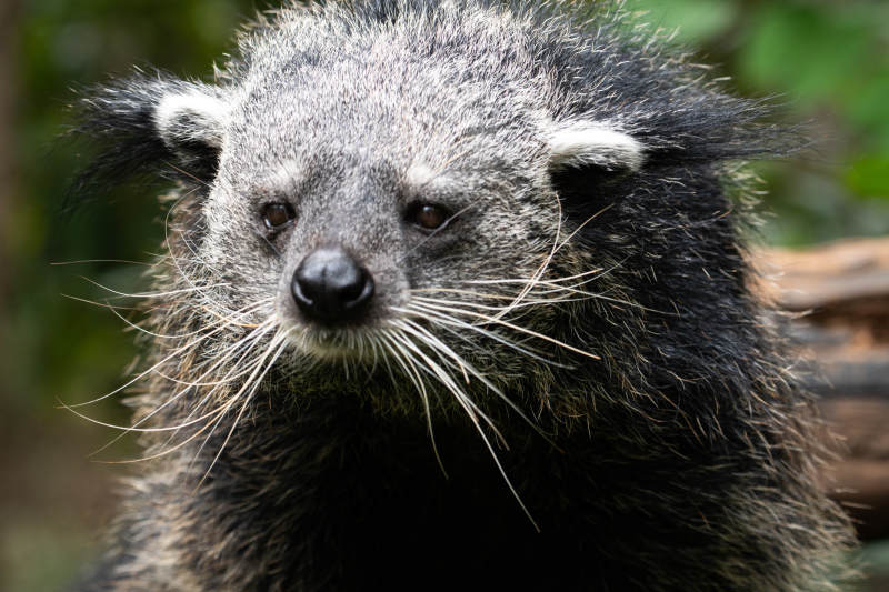 浣熊兽特写图片