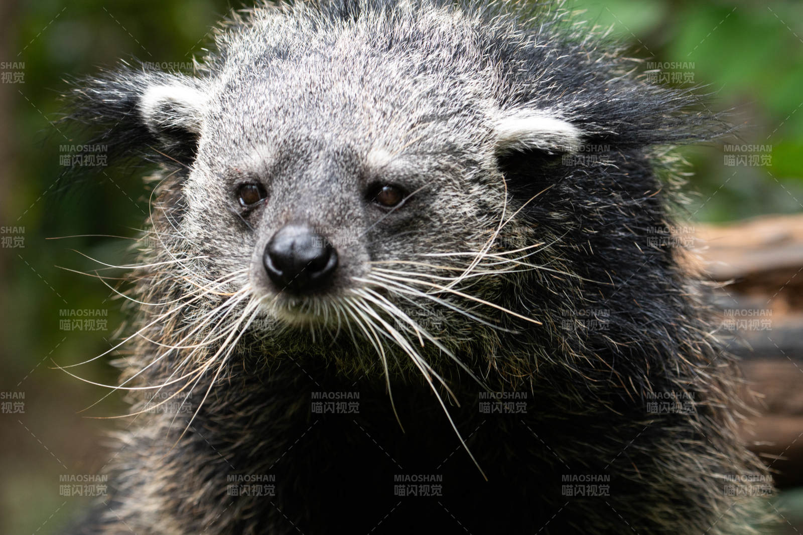 浣熊兽特写图片