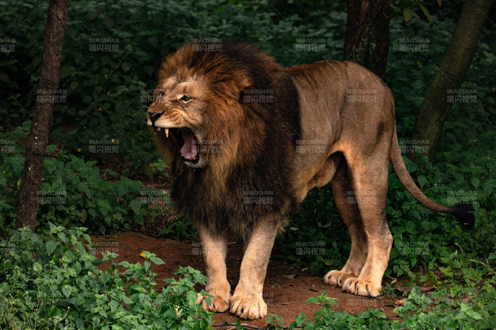雄狮怒吼森林中图片