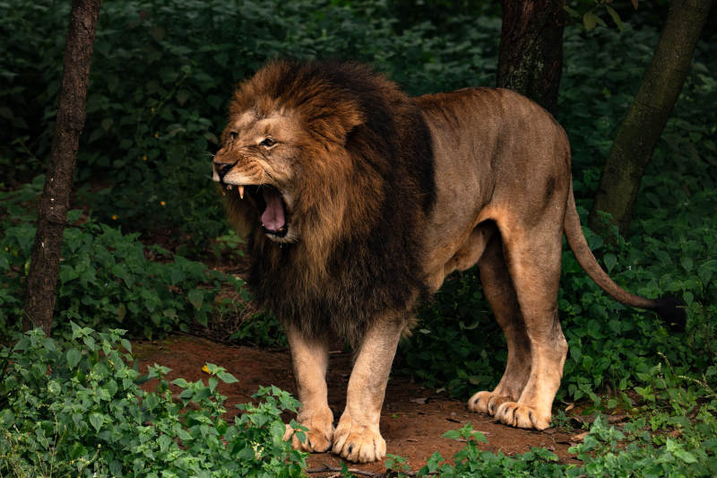 雄狮怒吼森林中图片