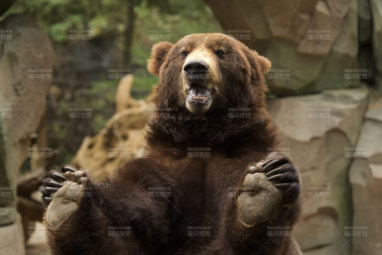 棕熊站立张嘴图片