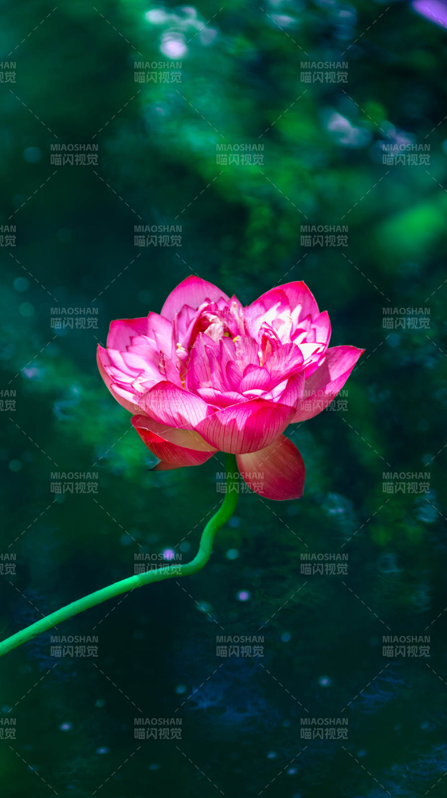 粉莲映碧水图片