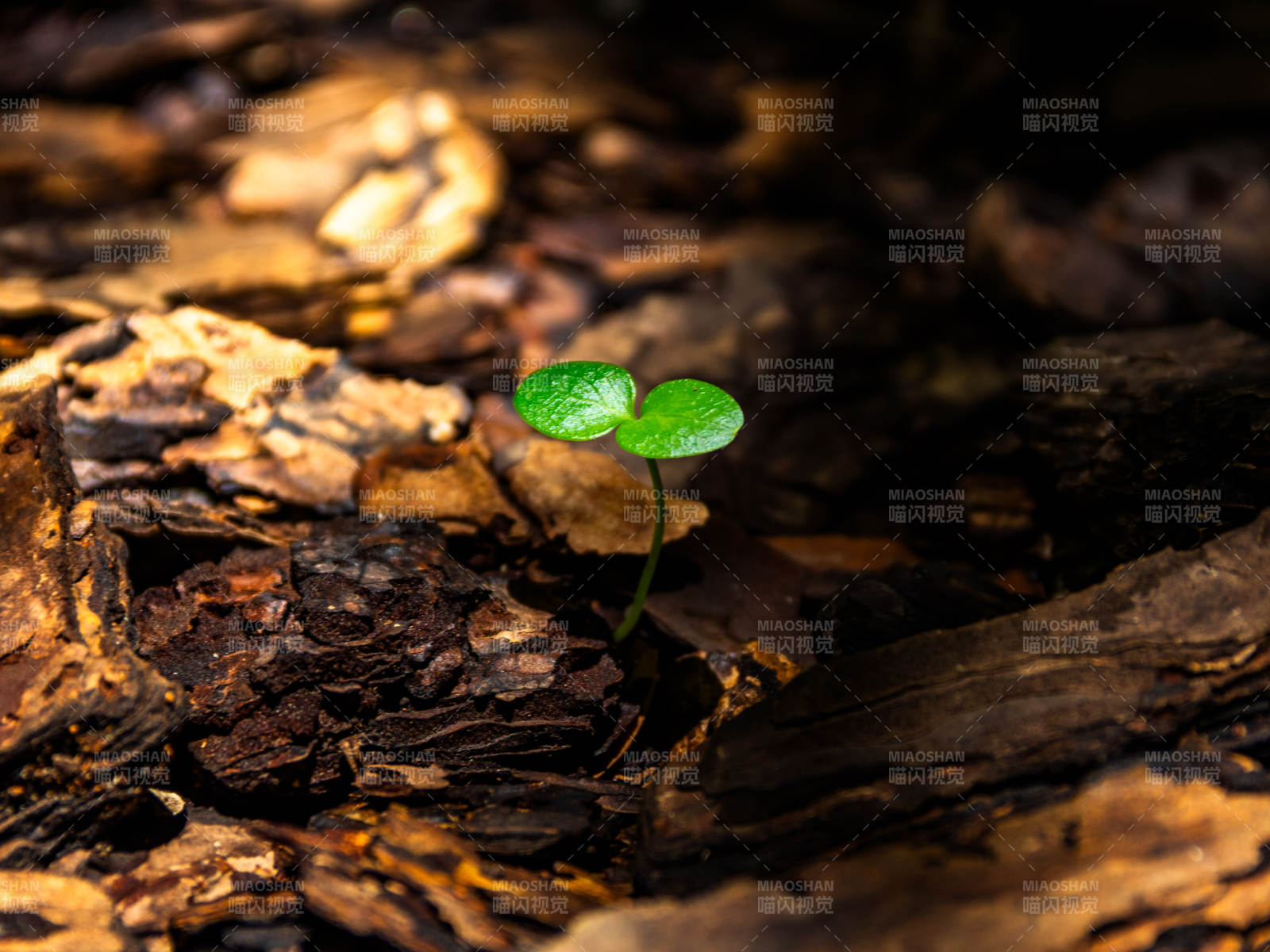 新芽破土而出图片