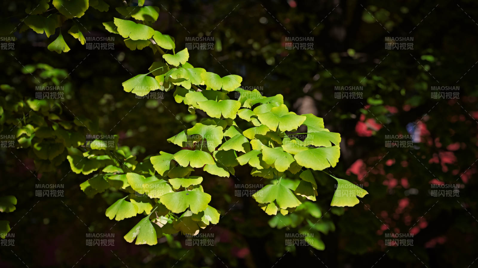 银杏叶影图片