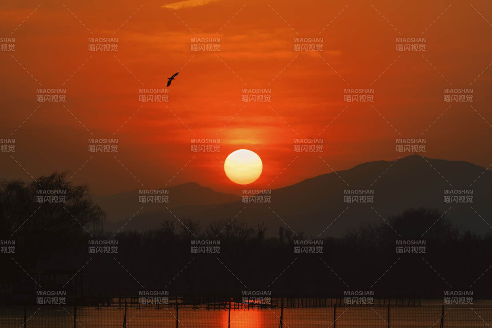 夕阳西下 鸟影掠空图片