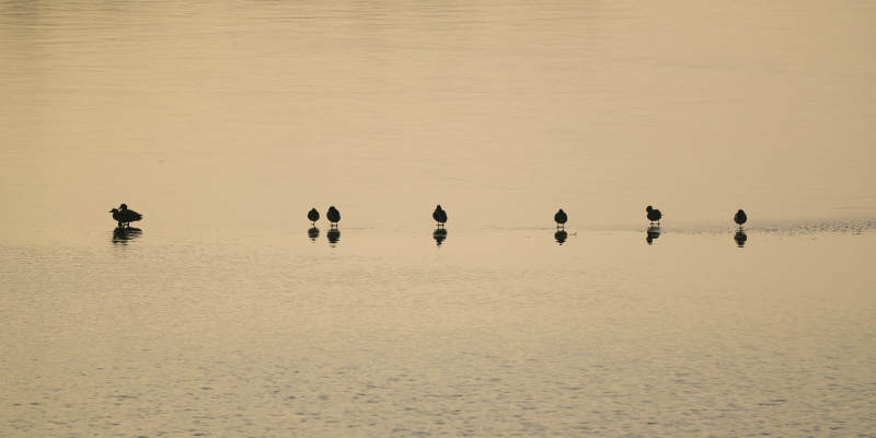 湖面静影 鸭群成行图片