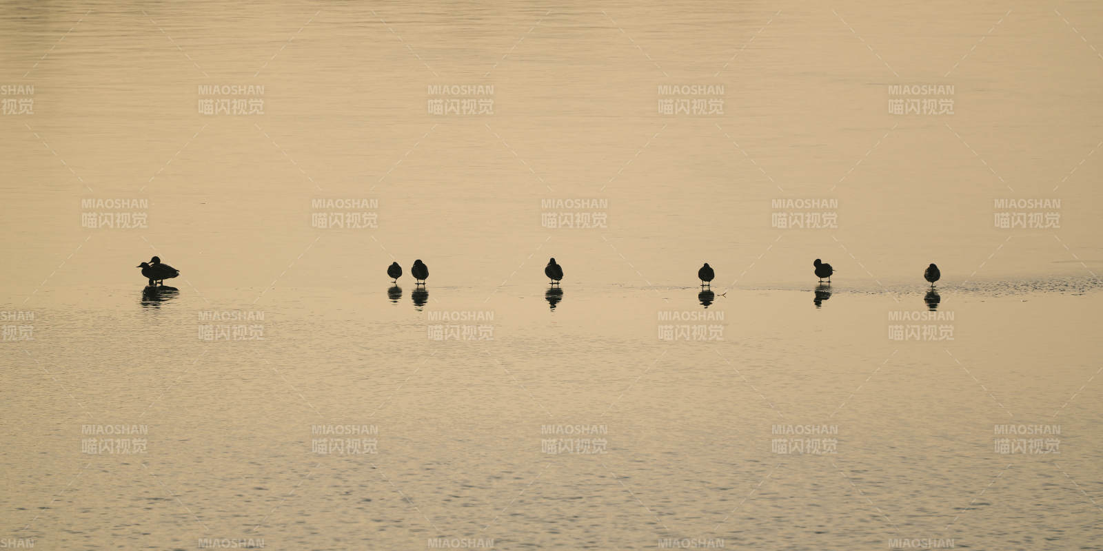 湖面静影 鸭群成行图片