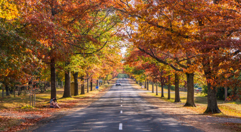 墨尔本秋日林荫道图片