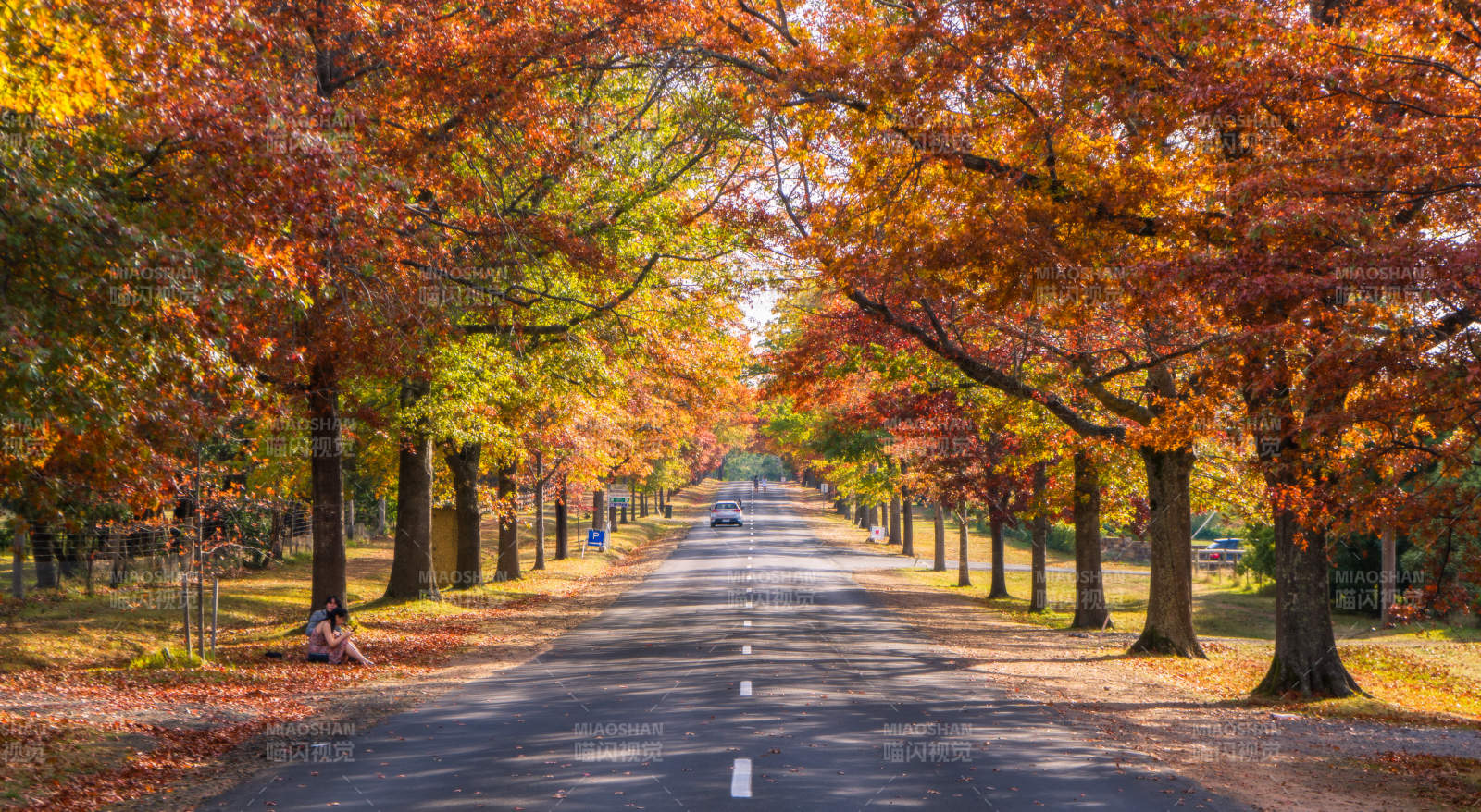 墨尔本秋日林荫道图片
