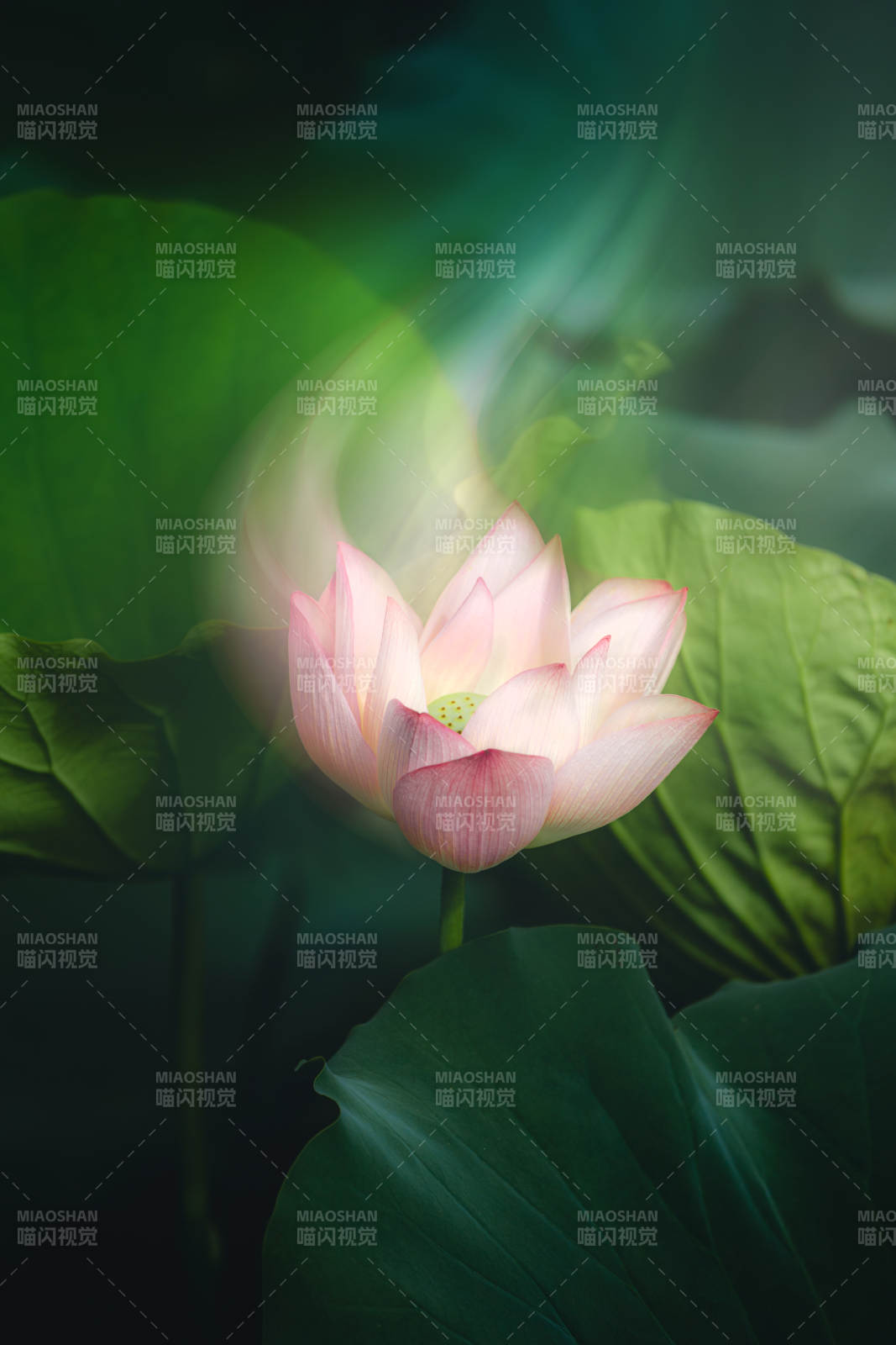 莲花绽放 绿叶相伴图片