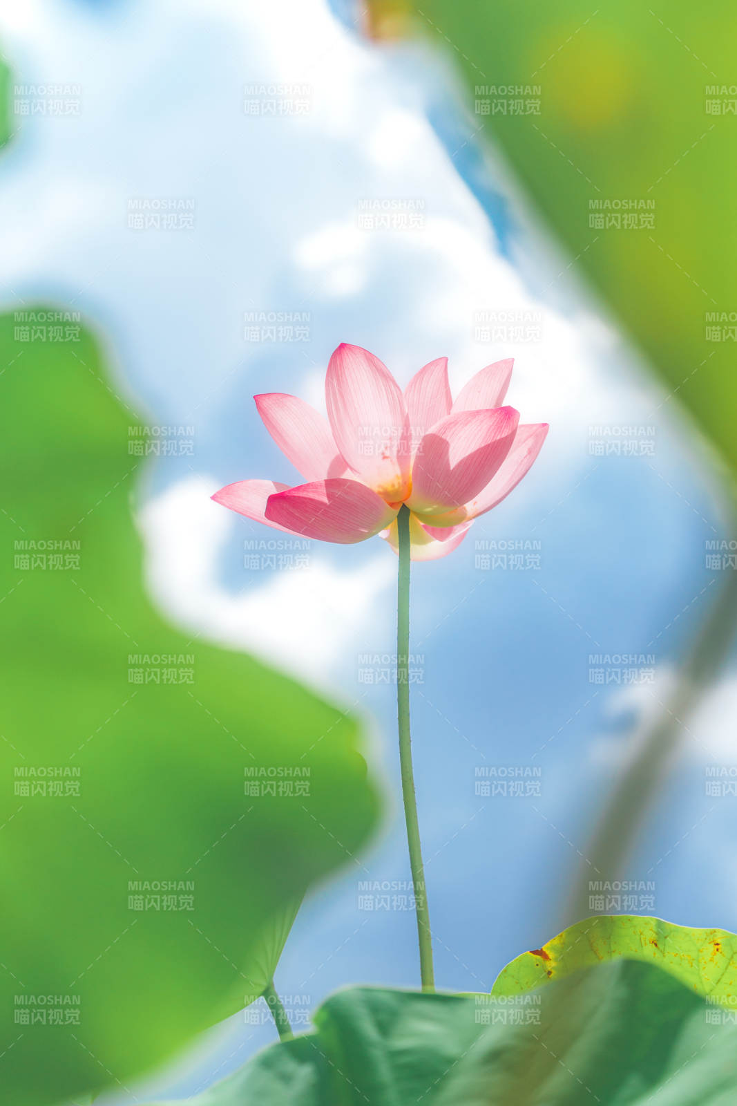 粉莲映碧天图片