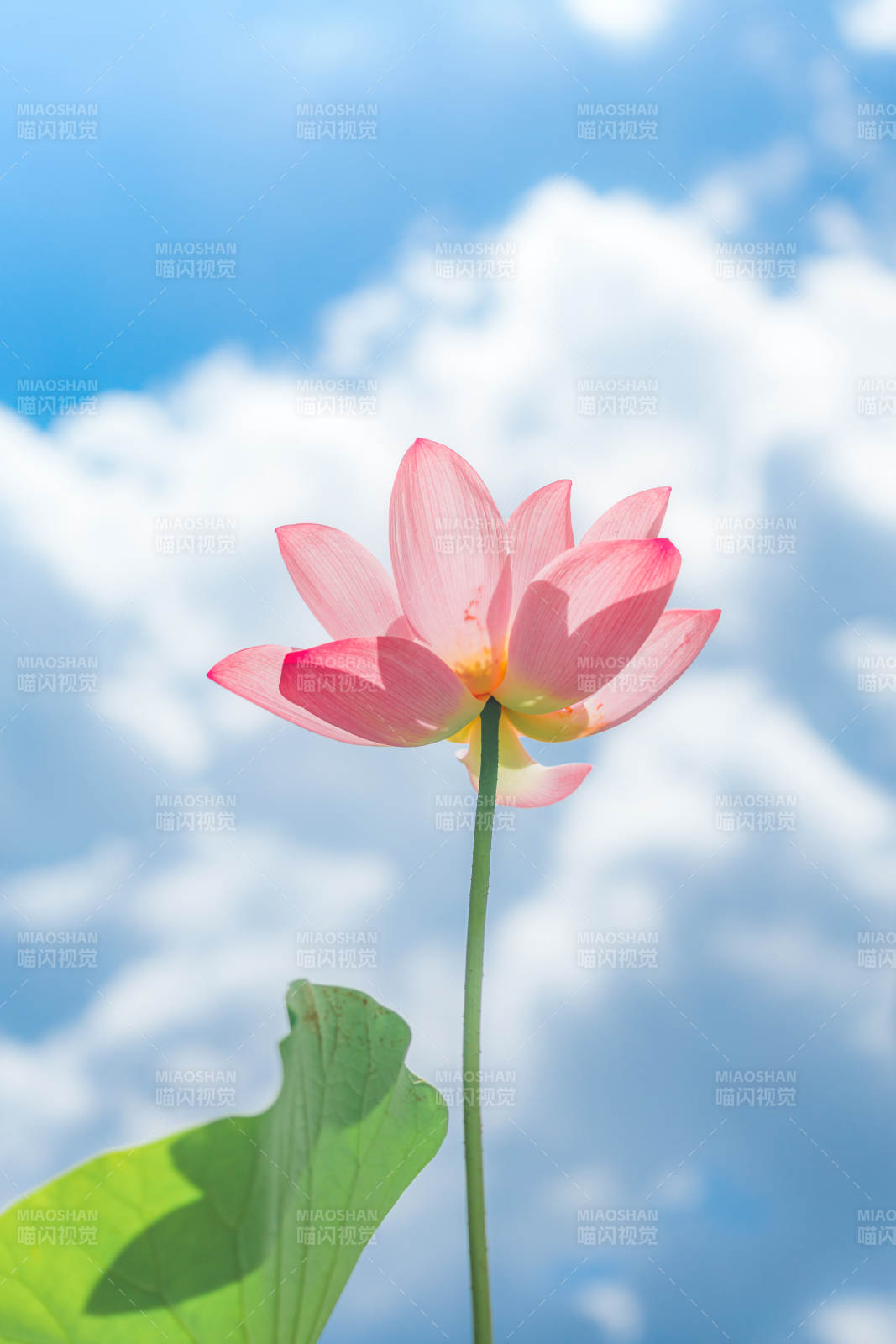 莲花映蓝天图片